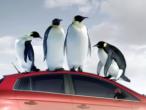 penguin, Automobile