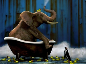 Elephant, Rubber, ducks, penguin