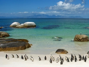 penguin, Beaches, sea