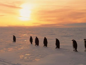 penguin, Great Sunsets
