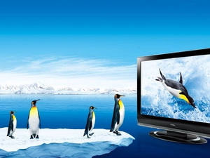 penguin, TV