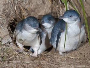 penguin, Three, young