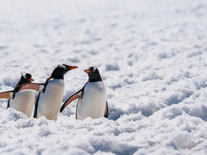 snow, Antarctica, Gentoo penguins