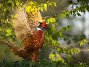 Bird, Twigs, Leaf, pheasant