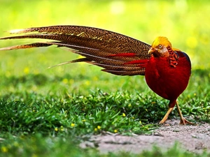 Golden, grass, tail, pheasant