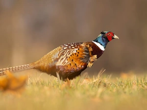 grass, Bird, Common Pheasant