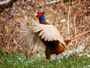 pheasant, grass