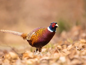 Leaf, Bird, Common Pheasant