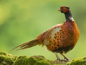 pheasant, Moss