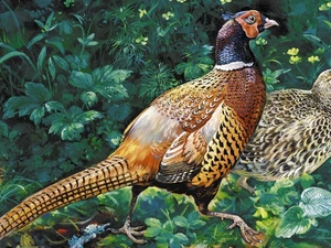 pheasant, partridge