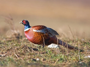 pheasant, color, plumage