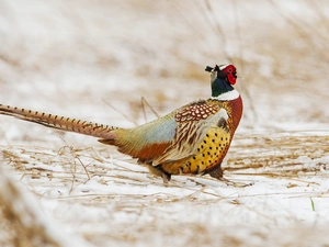 pheasant