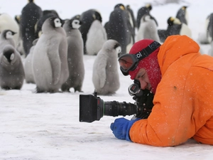 penguin, snow, Camera, photographer
