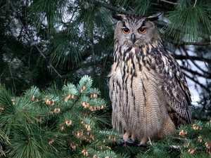 owl, pine, branch pics, Eurasian Eagle-Owl