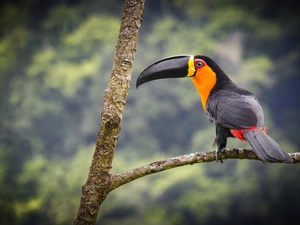 Toucan, branch pics