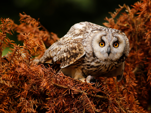 owl, conifer, branch pics, Brown Owl