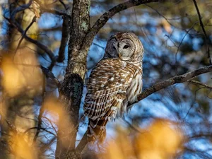 owl, trees, branch pics, Brown Owl