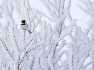 tit, winter, branch pics