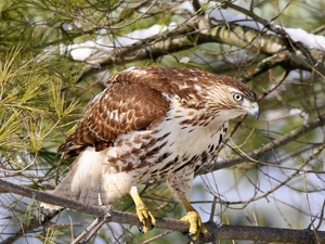 trees, hawk, branch pics