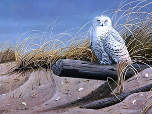 owl, picture, Wilhelm Goebel, Barn