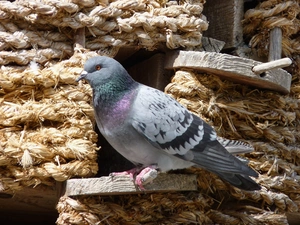 pigeon