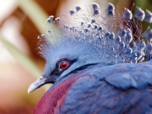 Bird, Victoria Crowned Pigeon