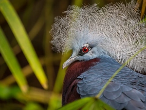 Bird, Victoria Crowned Pigeon