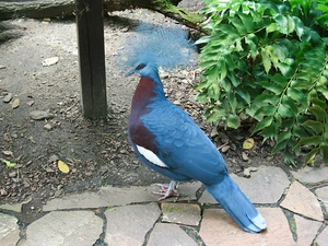Bird, Victoria Crowned Pigeon
