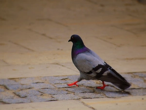 Bird, wander, Pavement, pigeon