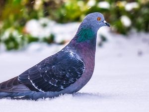 Bird, winter, snow, pigeon