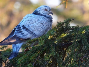 Bird, Softwood, Twigs, pigeon