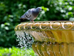 pigeon, fountain
