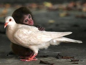 pigeon, small, Monkey