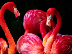 Pink, Flamingos