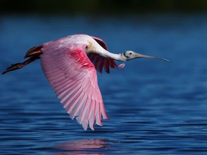 flight, Bird, Pink Spoonbill