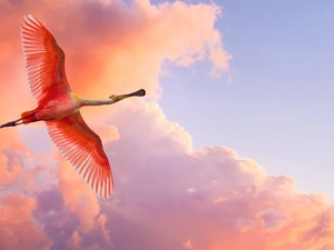 ladle, flight, clouds, Pink