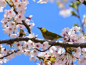 Pink, Fruit Tree, Bird, cherry, Flourished, Flowers, Japanese White-eye