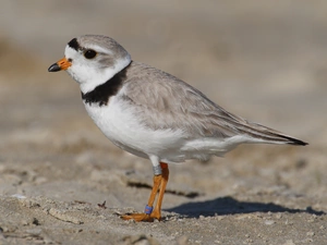 Piping plover