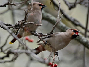 Two, Plant, branch pics, Waxwings