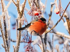 Twigs, Plant, Gil, Snowy, Bird