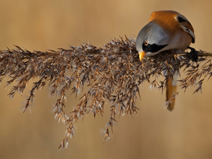 Bearded Tit, male, plant, Bird, grass