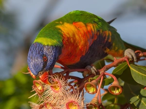 Blossoming, Corymbia Ficifolia, Mountain Rainbow Lorikeet, plant, parrot