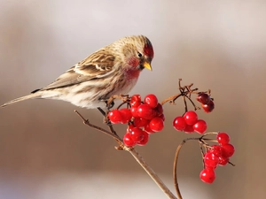Plant, redpoll