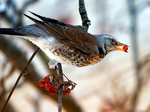 Plant, thrush, singer