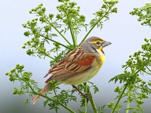 plant, Bird, sparrow