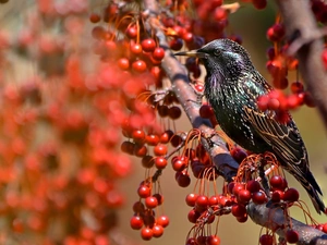 Plant, Bird, starling