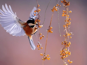 tit, Bird, wings, plant, spread, tit