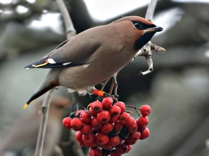 Plant, Bird, Waxwing