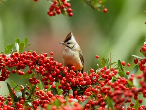 Plant, birdies, Waxwing
