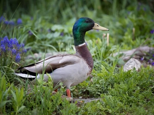 Plants, Flowers, drake, crossing, Bird